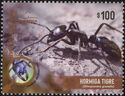 Tiger Ant (Dinoponera grandis)