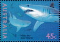 Shortfin Mako (Isurus oxyrhynchus), Tiger Shark (Galeocerdo 