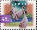 Brolga (Antigone rubicunda)