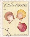 Rough Scallop (Aequipecten muscosus)