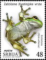 European Tree Frog (Hyla arborea)