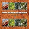 West Indian Mahogany