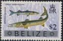 Great Barracuda (Sphyraena barracuda) - Overprinted
