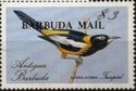 Troupial (Icterus icterus) - Overprinted