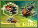 Beetles