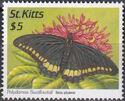 Polydamas Swallowtail (Battus polydamas); reprint