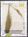 Festuca pelisterica