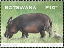 Hippopotamus (Hippopotamus amphibius)
