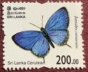 Sri Lanka Cerulean (Jamides coruscans)
