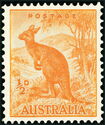 Red Kangaroo (Osphranter rufus)