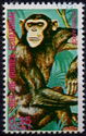 Chimpanzee (Pan troglodytes)