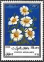 Marguerites (Bellis perennis)