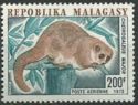Greater Dwarf Lemur (Cheirogaleus major)