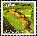 Aesculapean Snake (Zamenis longissimus)