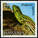 Balkan Wall Lizard (Podarcis taurica)
