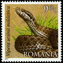 Meadow Viper (Vipera ursinii moldavica)
