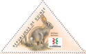 Brush Rabbit (Sylvilagus bachmani)