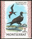 Magnificent Frigatebird (Fregata magnificens)