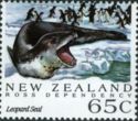 Leopard Seal (Hydrurga leptonyx)