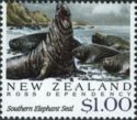 Southern Elephant Seal (Mirounga leonina)