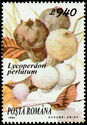 Common Puffball (Lycoperdon perlatum)