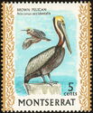 Brown Pelican (Pelecanus occidentalis)