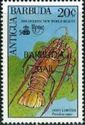 Caribbean Spiny Lobster (Panulirus argus) - Overprinted