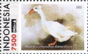 Domestic Duck (Anas platyrhynchos domesticus)