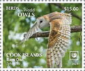Barn Owl (Tyto alba)
