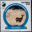 Páramo White-Tailed Deer (Odocoileus goudotti)