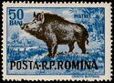 Wild Boar (Sus scrofa)