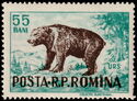 Brown Bear (Ursus arctos)