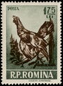 Western Capercaillie (Tetrao urogallus)