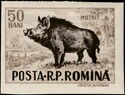 Wild Boar (Sus scrofa)