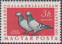 Carrier Pigeon (Columba livia forma domestica)
