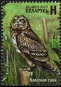 Short-eared Owl (Asio flammeus)