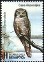 Northern Hawk Owl (Surnia ulula)