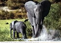 Elephant and Calf