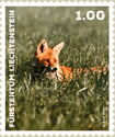 Red Fox (Vulpes vulpes)