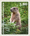 Alpine Marmot (Marmota marmota)