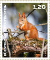 Eurasian red Squirrel (Sciurus vulgaris)