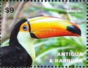 Animals of South America - Toco Toucan (Ramphastos toco)