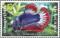 Fighting Fish (Betta Splendens)