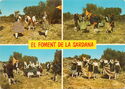 Catalan Folk Group "El foment de la Sardana"