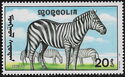 Burchell’s Zebra (Equus quagga burchellii)