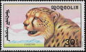 Cheetah (Acinonyx jubatus)