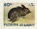 European Rabbit (Oryctolagus cuniculus)