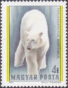 Polar Bear (Ursus maritimus)