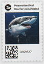 Great White Shark (Carcharon carcharias)