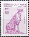 Cheetah (Acinonyx jubatus)